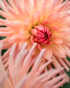 September Dahlia