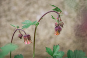 Geum rivale