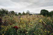 Late Summer Flower Field