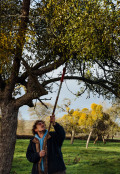 Harvesting mistletoe