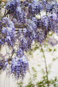 Wisteria Wonder