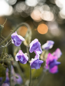 Sweet Pea 'Erewhon'