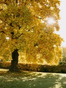 Liriodendron tulipifera - Tulip tree