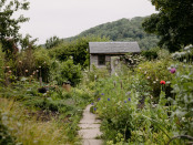 Lush summer kitchen garden