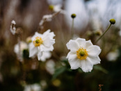 September Anemone