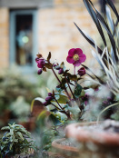 February Hellebore