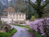 A pink prunus heralds Spring at Iford 