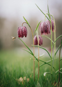 Fritillary visitor