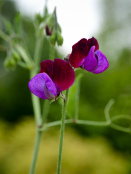 Lathyrus oderatus 'Matucana'