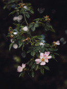 Summer Hedgerows