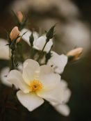 August in the Rose Garden