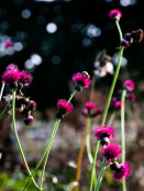 Serpentine Pollinator Pathway