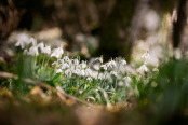 Galanthus nivalis