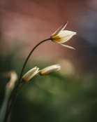 Tulipa turkestanica