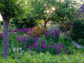 The Ditch at East Lambrook Manor Gardens