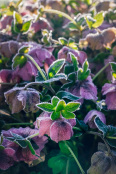 Hellebores, highlighted
