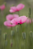 Beth's Poppy