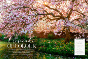 Crescendo of Colour
