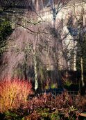 Cornus in the Bishops Palace Garden, Winter.