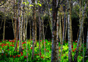 Cardinal tulips in the Bishops Palace Gardens