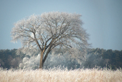 Frosty Morning