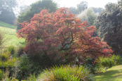 Acer palmatum cultivar caught in misty autumn sunlight.