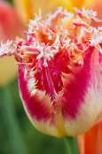 Tulip exploding - Parrot tulip, cultivar unknown.