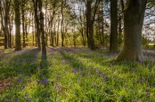 It's bluebell time... English bluebells (Hyacinthoides non-scripta) in a Norfolk woodland 