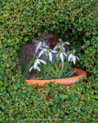 Galanthus nivalis, snowdrop, surrounded by small-leaved privet, Ligustrum sp.