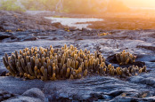 Lava cactus (Brachycereus nesioticus), growing on lava at Punta Espinosa, Fernandina, Galapagos Islands. 