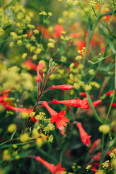 Epilobium canum, Californian fuchsia