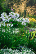 Agapanthus 'Boleyn Blue'