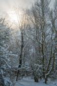 Snowy trees at Quince Farm, Norfolk