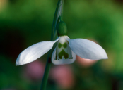 Galanthus 'Grumpy'