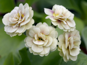 Primula auricula 'Ann Hyatt'