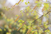 Spring is here - catkins and young foliage of silver birch Betula pendula