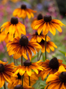 Rudbeckia hirta 'Rustic Dwarf'