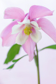 Aquilegia 'Spring Magic Series'