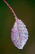 Droplets on solitary leaf