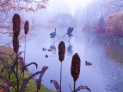 Dancing Cranes