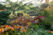 Autumn in Japan in a Kentish Garden