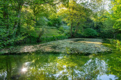 Woodland pool