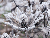 Eryngium giganteum covered in frost