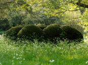 Topiary and Cow Parsley