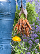 Harvesting carrots