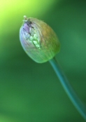 Allium Giganteum bud