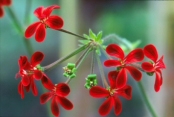 Pelargonium 'Ardens'