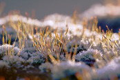 Frosted Brachythecium rutabulum