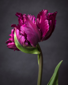 Tulip 'Negrita Parrot'