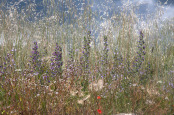 Garrigue hyssop